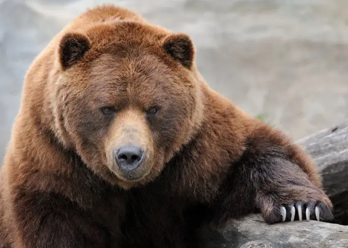 A brown grizzly bear rests its front paw on a rock, looking directly toward the camera.